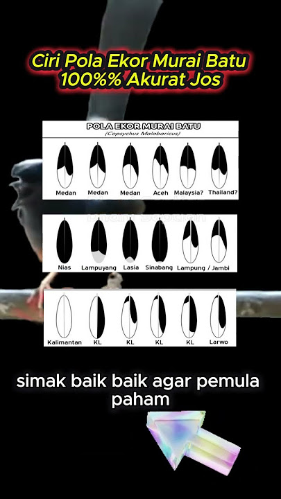 Download lagu pola akurat seri murai batu #muraibatu