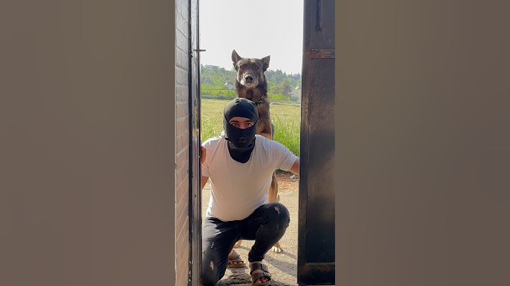 كلبي صار حرامي 🐕🤣نزار الحموي #shorts