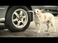 فيلم قصير عن وفاء الكلاب جميل وروعة جدا - | The Dog Fulfilling