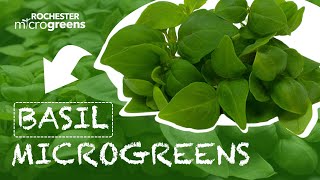 Basil Microgreens In Rochester NY by Rochester Microgreens 62 views 4 months ago 19 seconds