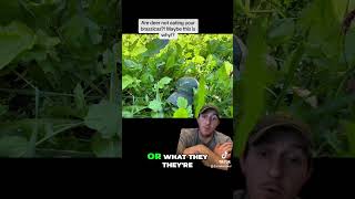 Brassica Planting Tips: Why Deer Avoid Them