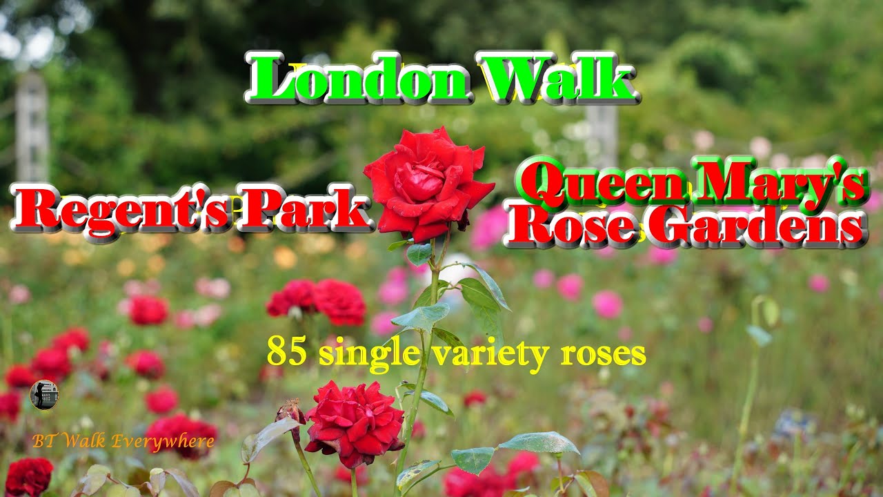 London Walk - Queen Mary's Rose Gardens/85 single variety roses/Regent's Park