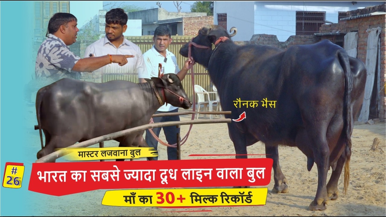 МАСТЕРА-БЫК ЛАДЖВАНА... Бык с самой высокой молочной продуктивностью во всей Индии, РОНАК МАТЬ, Р...