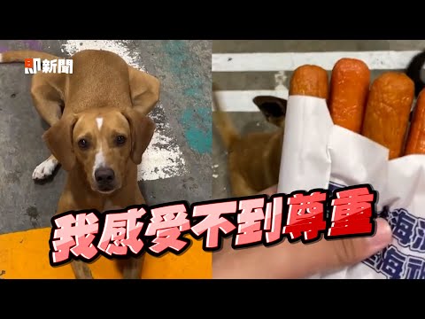 狗狗對熱狗沒興趣　「聽講開小差」被唸：專心聽｜寵物｜汪星人｜美食｜精選影片
