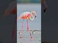 الن ح ام الأكبر طائر وردي Phoenicopterus 