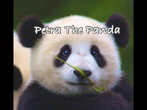 Petra The Panda Gets A New Family - Children's Bedtime Story/Meditation