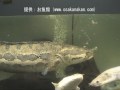 「ブロッチド・スネークヘッド（Congo Snakehead）」学名：Parachanna insignis