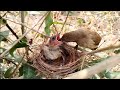 Little birds in the nest hungry [ Review Bird Nest ]
