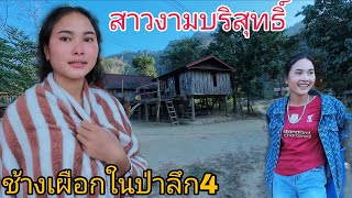 Download Lagu สาวงามบริสุทธิ์ช้างเผือกในป่าลึก 4 MP3