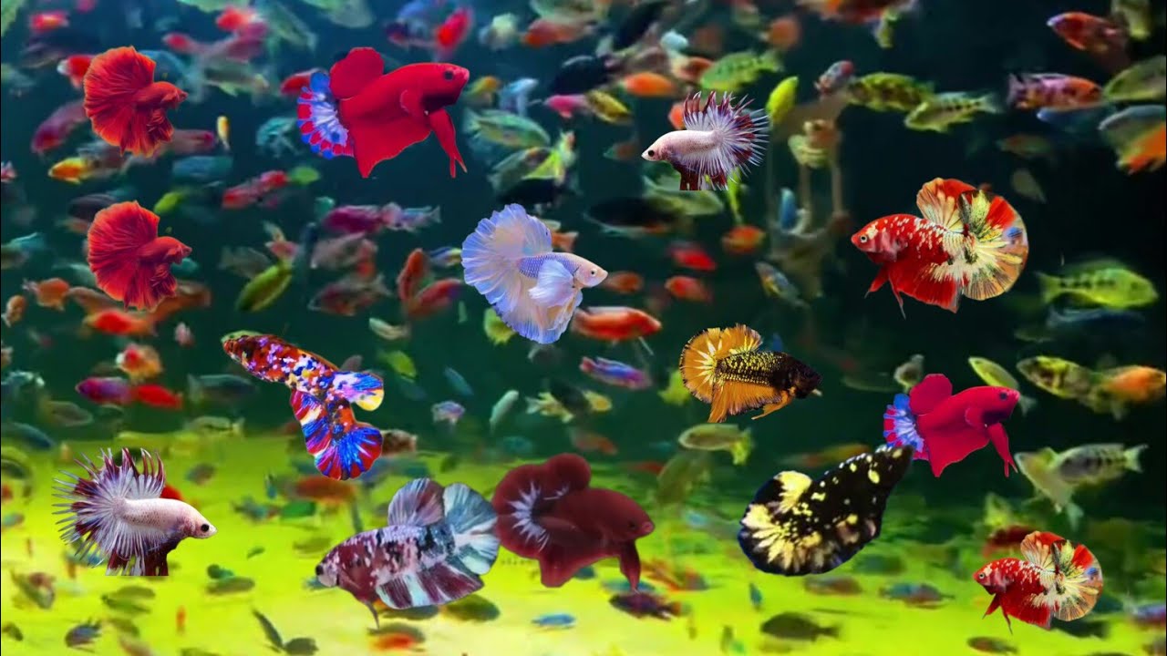 betta fish beautiful colour top 10 aquarium fish 🐠 goldfish aquarium 4k fish relaxation video