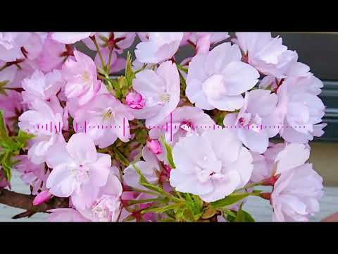 千本桜【歌ってみた】