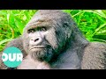 This movie about gorillas in zaire took seven years to make incredible story  our world