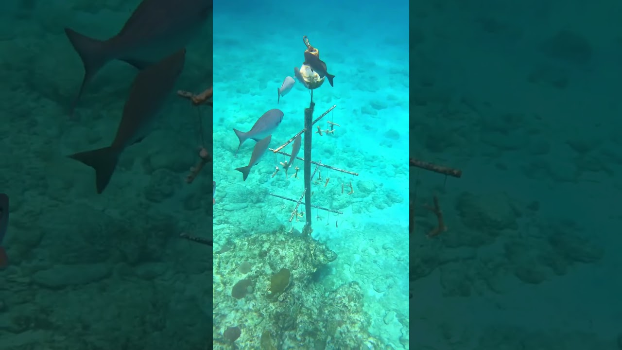 Our first scuba 🤿 diving experience 