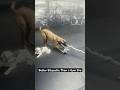 K9 vs Cable Machine