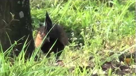 jungle fowl sub adult  3-11.mp4