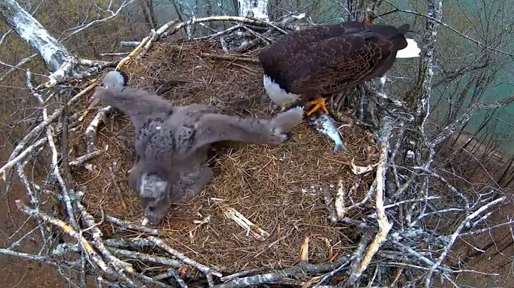 Ep#142 #baldeagle | Review mother bird brings food to feed her chicks | bird nest with nature life