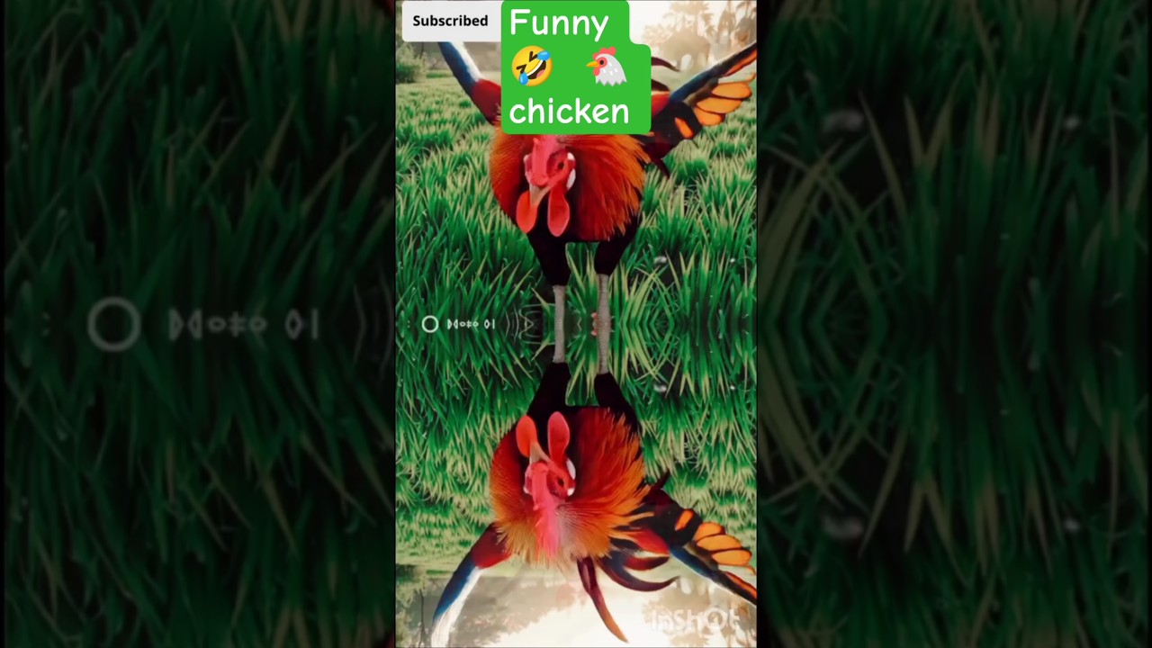 funny chicken song 🐓 
