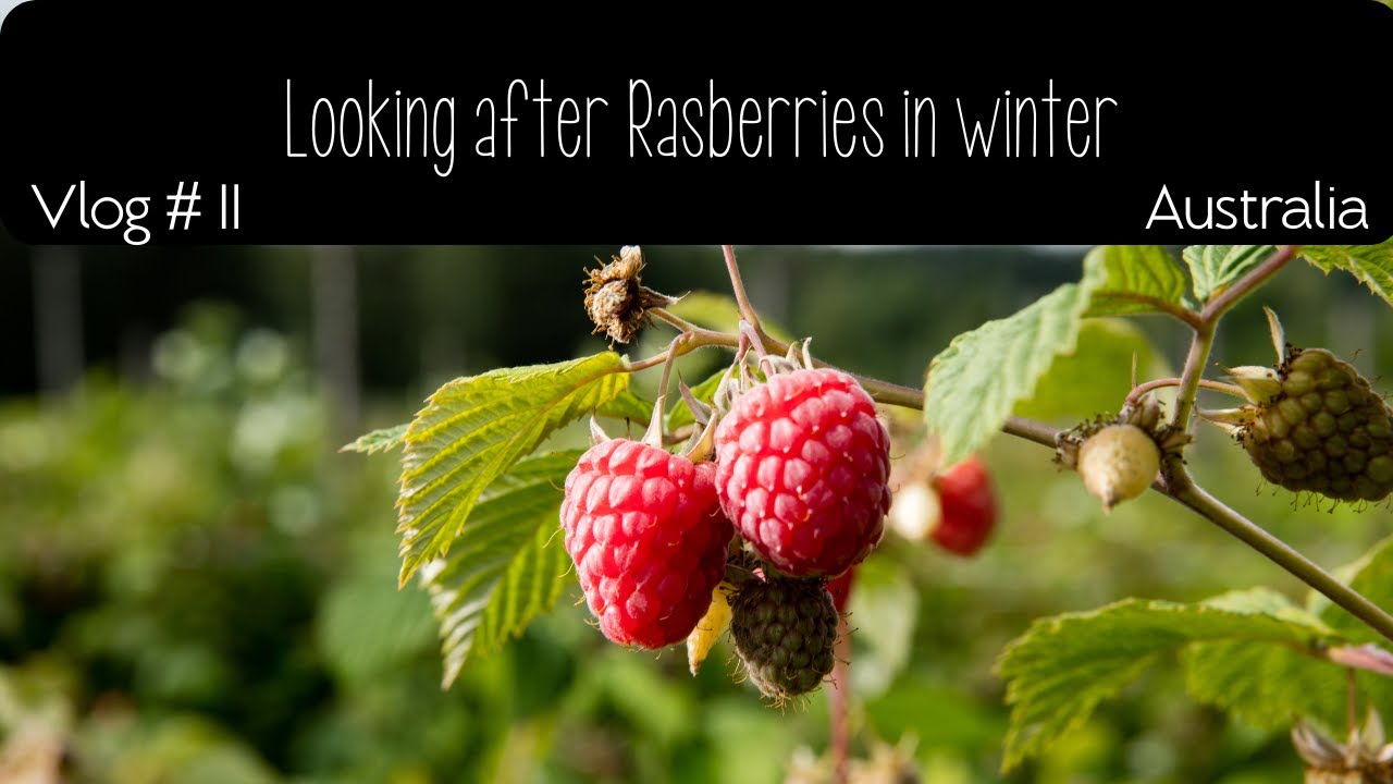 Vlog#11 Raspberry care. Off grid living sustainable & regenerative farming Australia