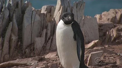 Penguin population plummeting in changing Antarctic climate