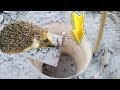 Wonderful innovation for hunting hedgehog with paint bucket