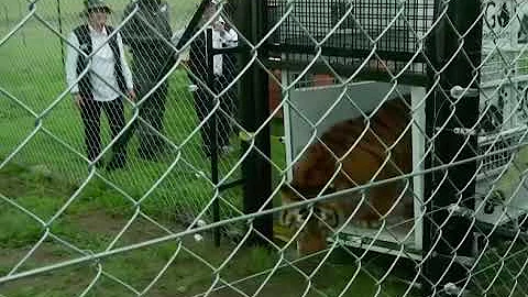 تحميل サーカス 虐待