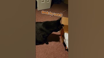 I Think My Cat is Going Crazy!