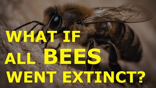 What if all the bees went extinct?