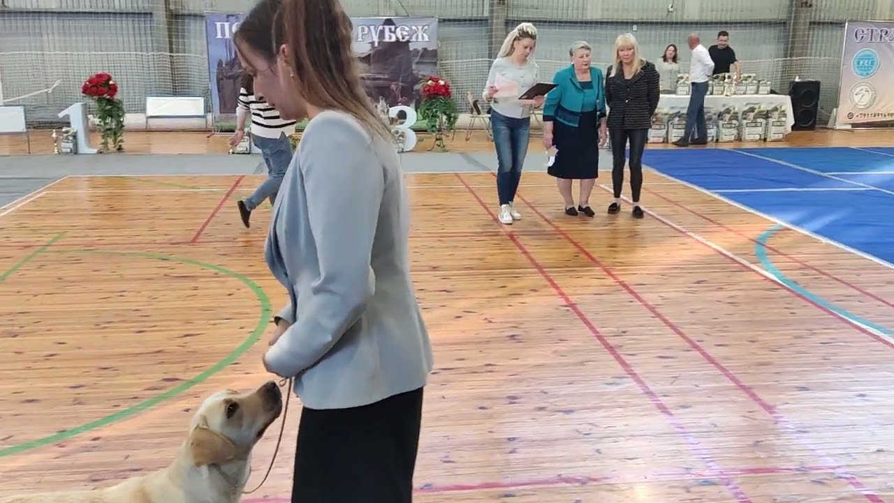 5 октября 2024. Алька первая среди лабрадоров, вторая в восьмой группе пород))