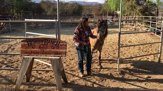 Remedy Ranch Chip Starter 2