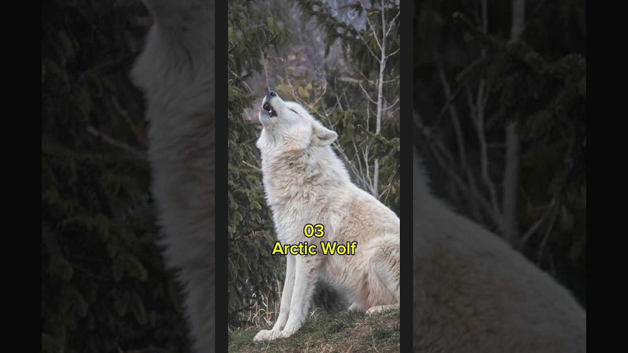 Top 10 Most Dangerous Wolf in the wolf 