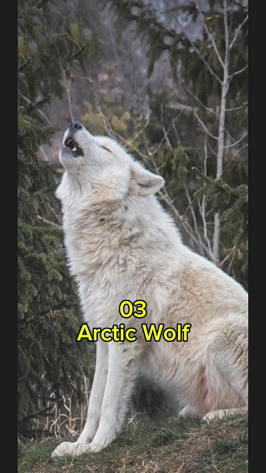 top-10-most-dangerous-wolf-in-the-wolf-wolf-animalshorts-top10list