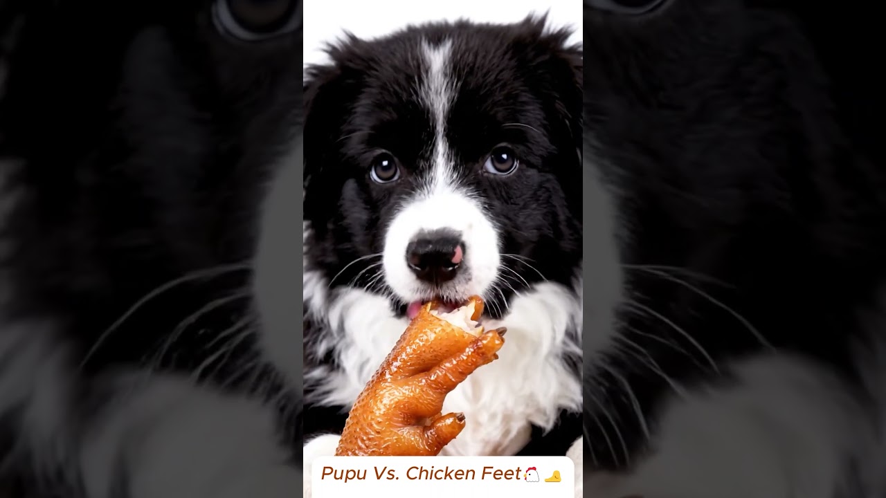 【ASMR】Dog Chews Chicken Feet 🐕 | Crispy Crunch & Relaxing Sounds