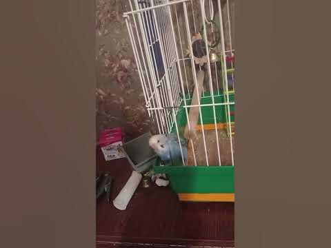 Свободу попугаям! - YouTube