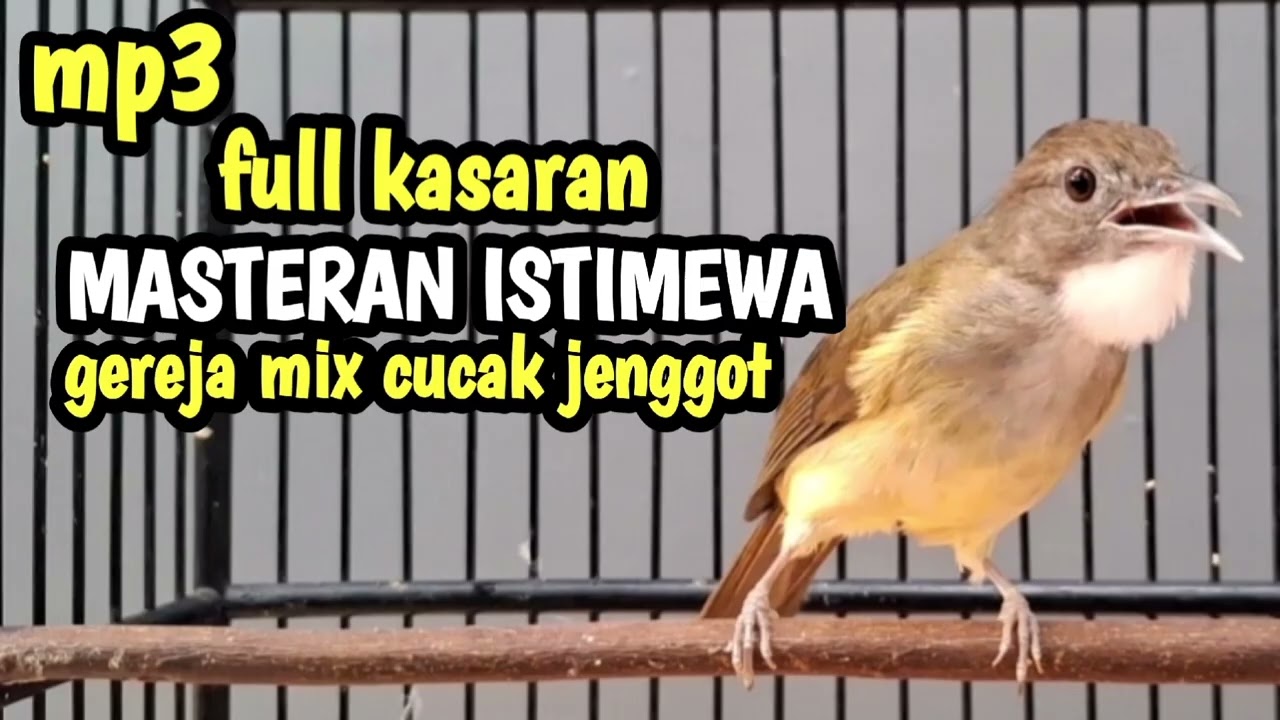 Masteran cucak jenggot speed rapat