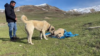 Azat Façanin Öldüğüne İnanamadi