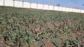 Harnai Garlic Murza New Fasl Tayar Wowa Hn