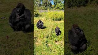 These Male Gorillas Are Enjoying A Scatter Feed In The Sun #Silverback #Gorilla #Asmr #Satisfying