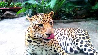 Leopard at Saigon Zoo (Báo hoa mai trong sở thú Sài Gòn)