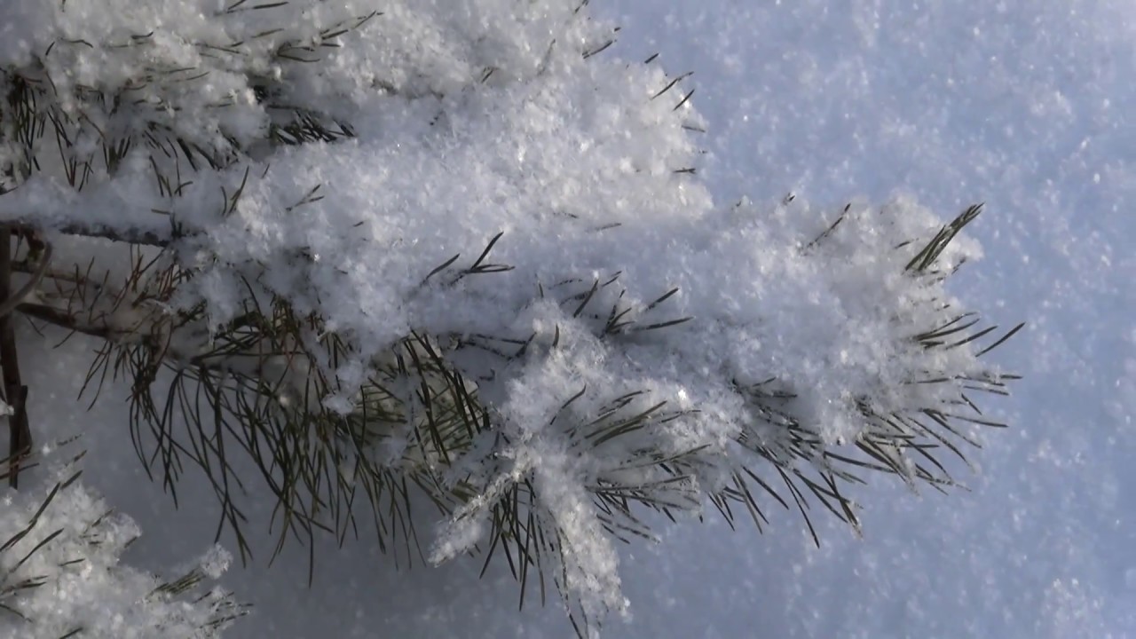 ЗАСНЕЖЕННАЯ НЕЖНОСТЬ.Secret GardenLament for a Frozen Flower YouTube