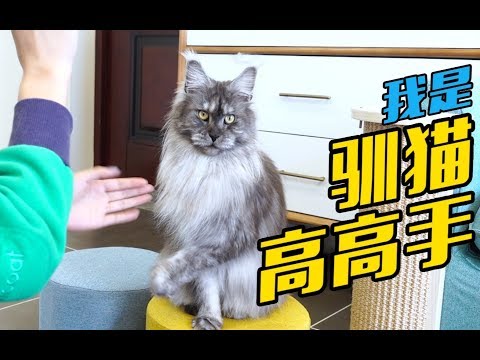 四只缅因猫和狗一样聪明，一秒钟学会握手，完爆家里的田园猫大佬！