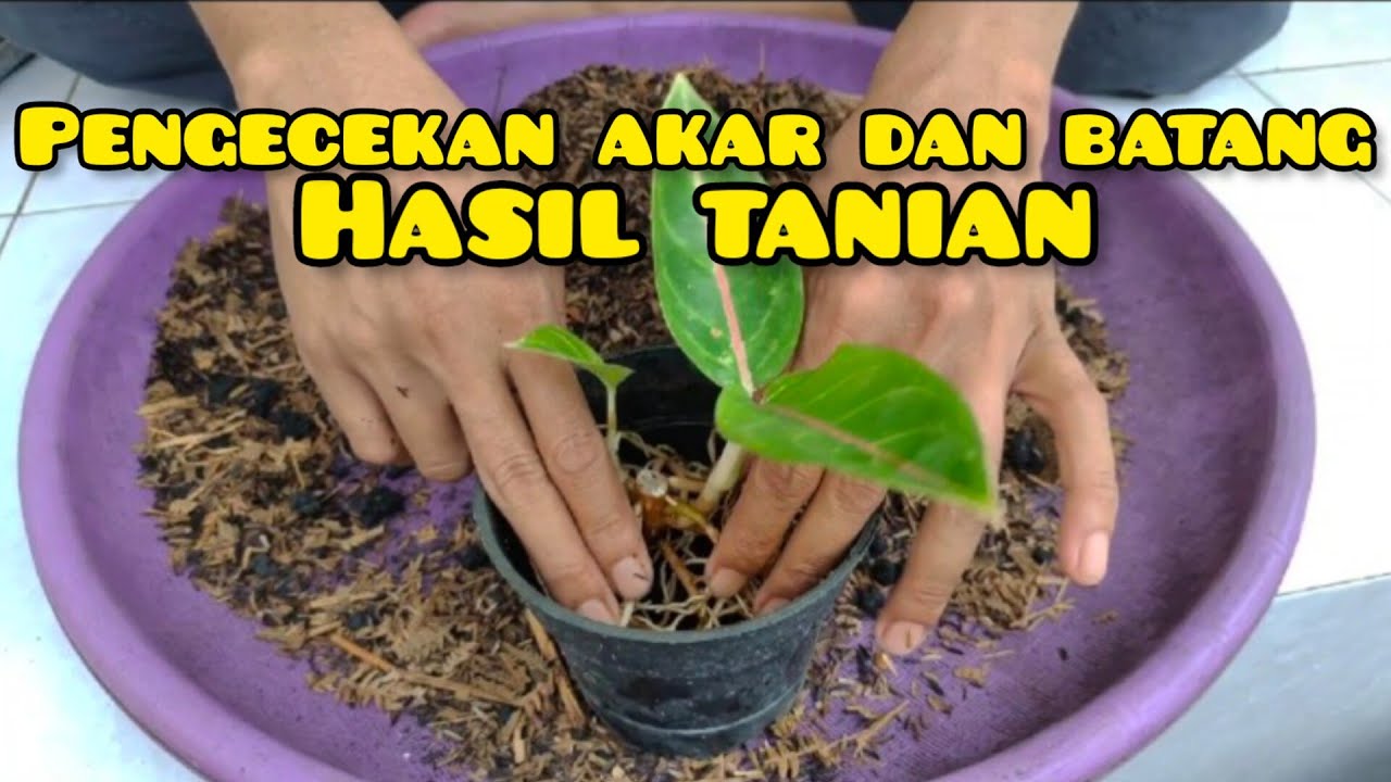 Pengecekan akar dan batang hasil tanian AGLAONEMA#aglaonema #aglonema #semiaglao
