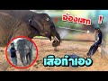 เสือต้องลงมือเอง💥บัวบานจ่องเสกไม่กระพริบตา😍เเบ๋มก็มา😉elephant