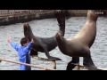おたる水族館のトドショー 「鮭は飲み物」 の動画、YouTube動画。