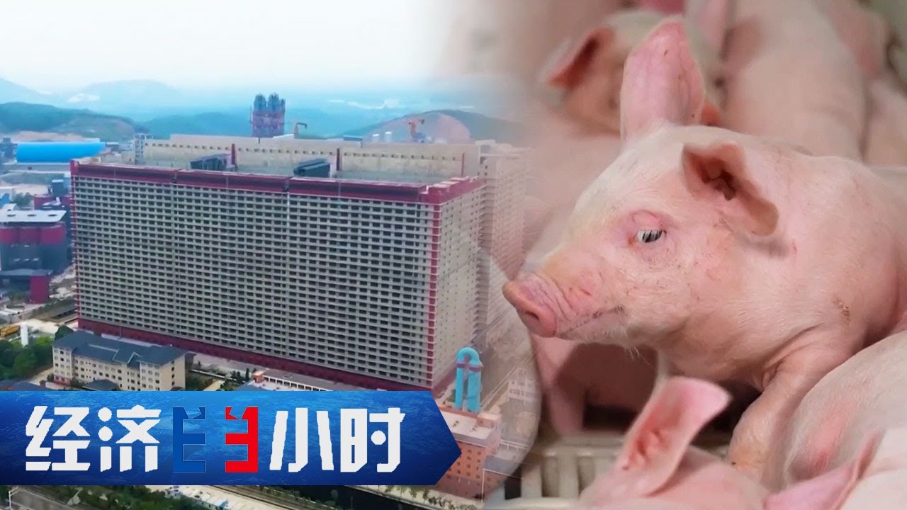 智慧养猪引领养猪业发展，26层高的超级养猪场，数百头猪可同时坐电梯上下楼 「经济半小时」20240319 | 财经风云