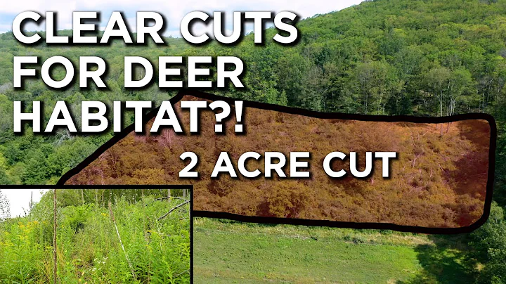 Can Clear Cutting Actually Create Deer Habitat?!