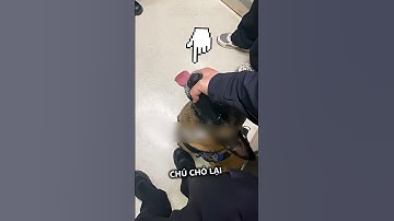 KHÔNG BIẾT GÌ 🤷‍♀️ Nhưng Anh Cảnh Sát Vừa Cứu Cô Ấy Tránh Khỏi Cơn Thịnh Nộ Từ Chú Chó #xayonlau