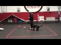 Using frisbees as dog training aids