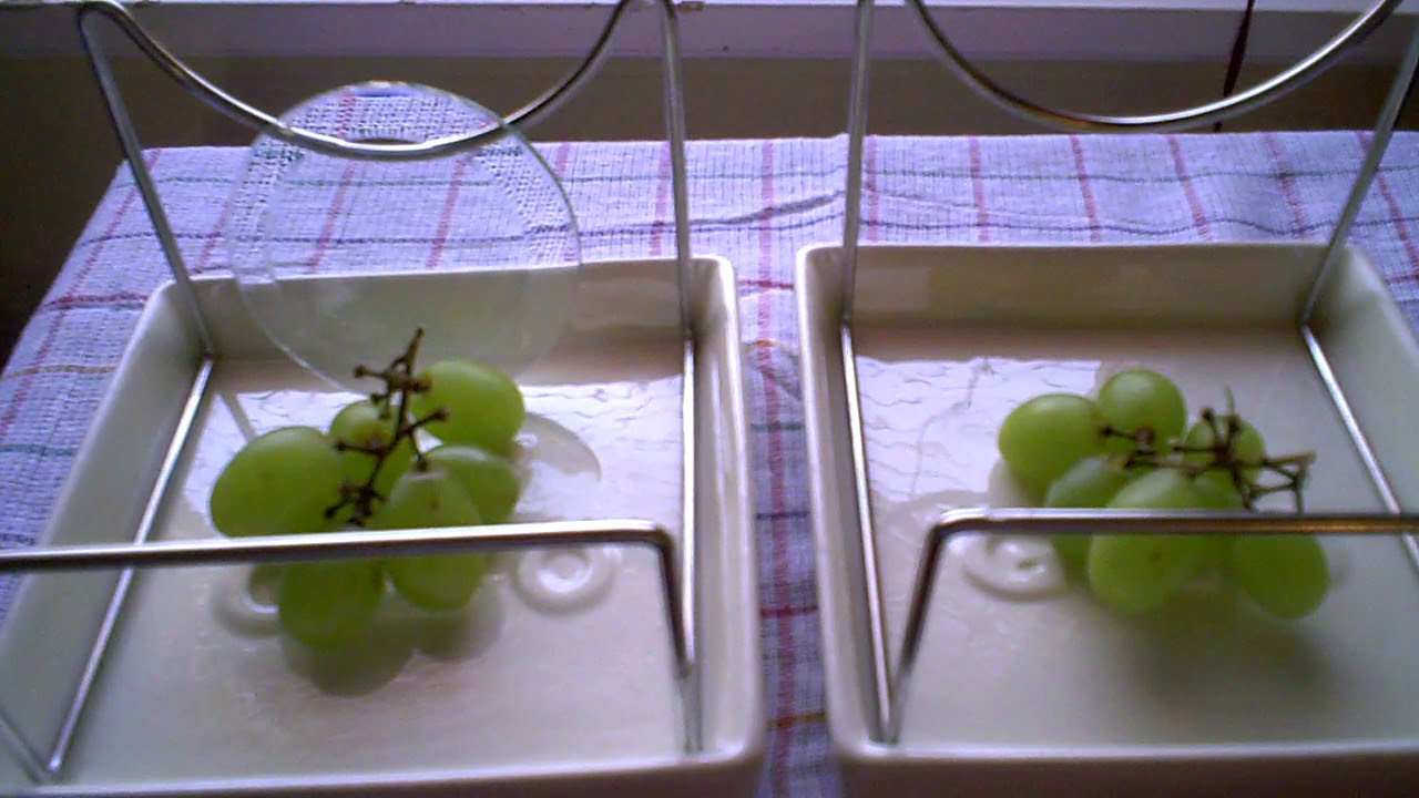 Tachyons Experiments Tachyon Energy Longevity Experiment 2 - Grapes - YouTube