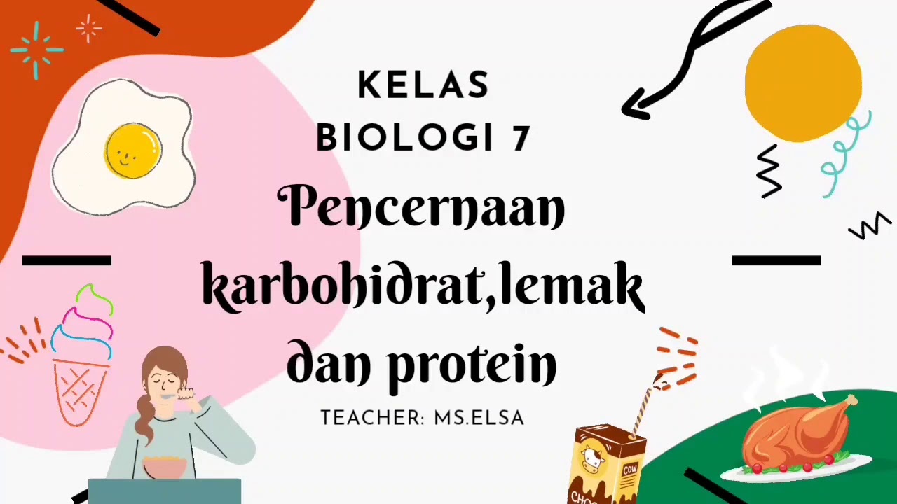 biologi 7: pencernaan karbohidrat, lemak dan protein - YouTube