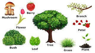 Учим английский. Растения. Plants. Учим название растений на английском.